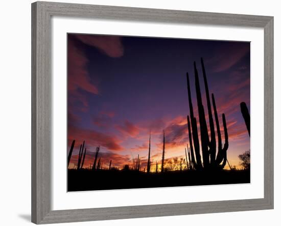 Bojum Tree and Cardon Cactus, Catavina Desert National Reserve, Baja del Norte, Mexico-Gavriel Jecan-Framed Photographic Print