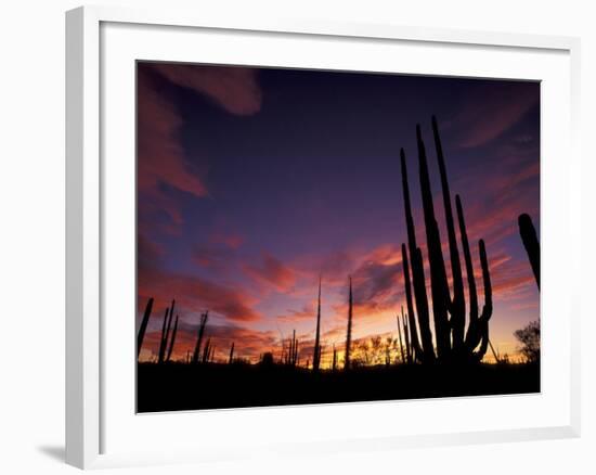 Bojum Tree and Cardon Cactus, Catavina Desert National Reserve, Baja del Norte, Mexico-Gavriel Jecan-Framed Photographic Print