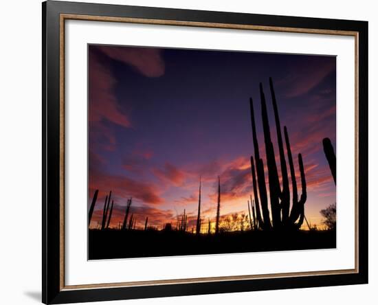 Bojum Tree and Cardon Cactus, Catavina Desert National Reserve, Baja del Norte, Mexico-Gavriel Jecan-Framed Photographic Print