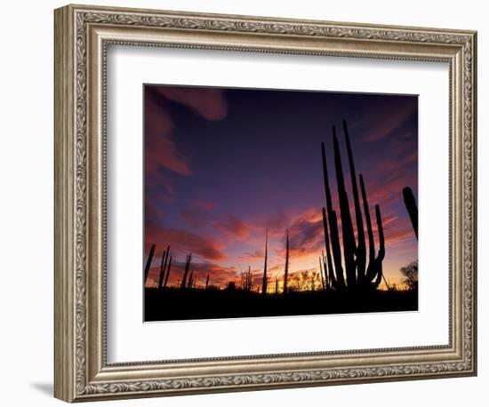 Bojum Tree and Cardon Cactus, Catavina Desert National Reserve, Baja del Norte, Mexico-Gavriel Jecan-Framed Photographic Print