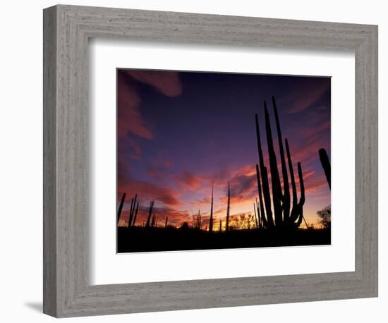 Bojum Tree and Cardon Cactus, Catavina Desert National Reserve, Baja del Norte, Mexico-Gavriel Jecan-Framed Photographic Print