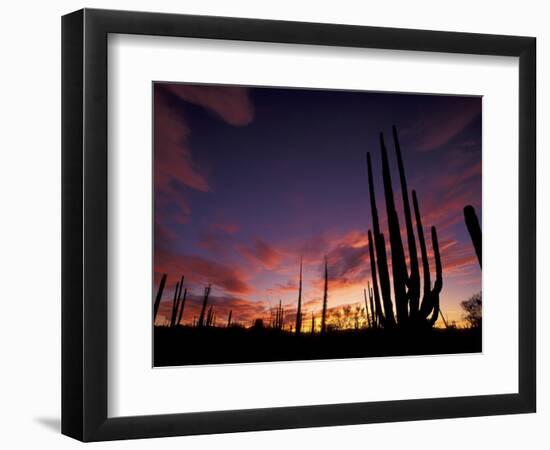 Bojum Tree and Cardon Cactus, Catavina Desert National Reserve, Baja del Norte, Mexico-Gavriel Jecan-Framed Photographic Print