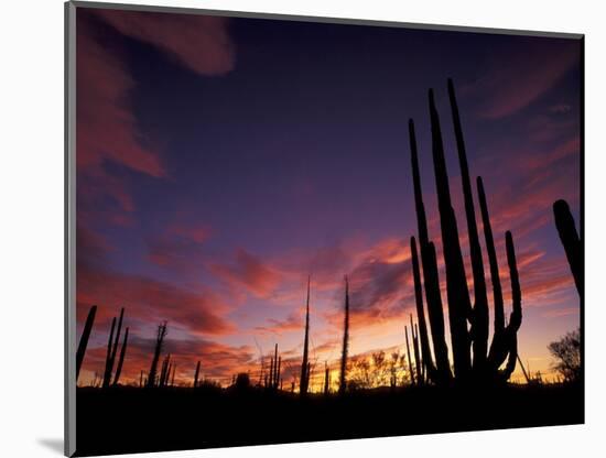 Bojum Tree and Cardon Cactus, Catavina Desert National Reserve, Baja del Norte, Mexico-Gavriel Jecan-Mounted Photographic Print