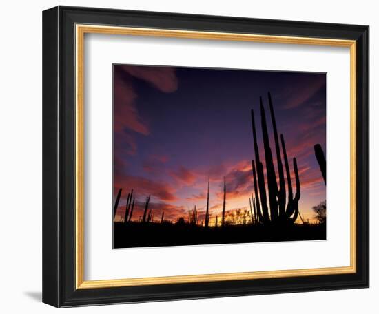 Bojum Tree and Cardon Cactus, Catavina Desert National Reserve, Baja del Norte, Mexico-Gavriel Jecan-Framed Photographic Print