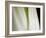 Bok Choy II-Jim Christensen-Framed Photographic Print