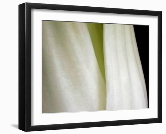 Bok Choy II-Jim Christensen-Framed Photographic Print