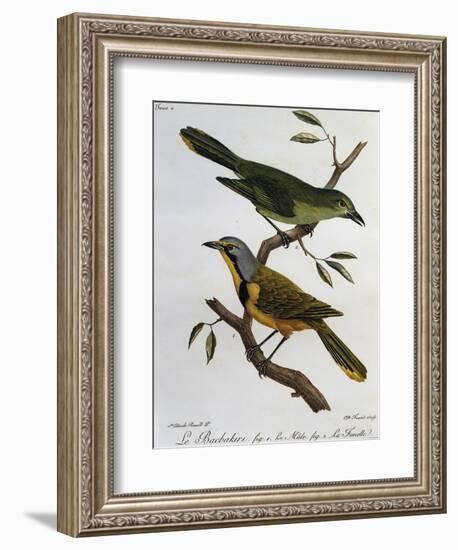 Bokmakierie Bushshrike (Telophorus Zeylonus)-null-Framed Giclee Print