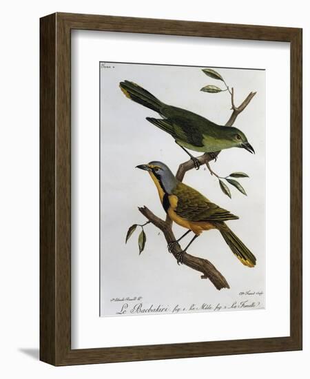 Bokmakierie Bushshrike (Telophorus Zeylonus)-null-Framed Giclee Print