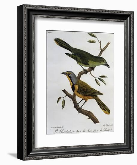 Bokmakierie Bushshrike (Telophorus Zeylonus)-null-Framed Giclee Print