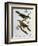 Bokmakierie Bushshrike (Telophorus Zeylonus)-null-Framed Giclee Print