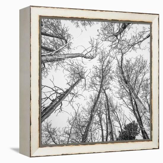 Bold Canopy-Andrew Geiger-Framed Stretched Canvas