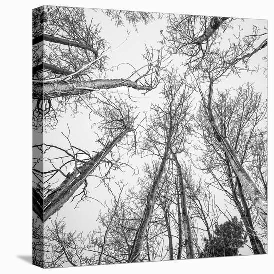 Bold Canopy-Andrew Geiger-Framed Stretched Canvas