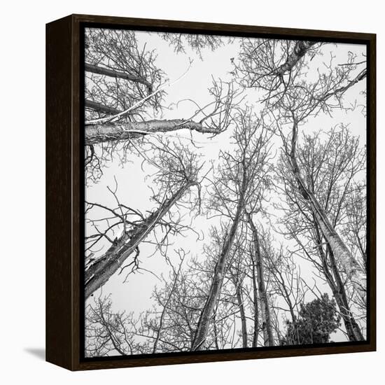 Bold Canopy-Andrew Geiger-Framed Stretched Canvas