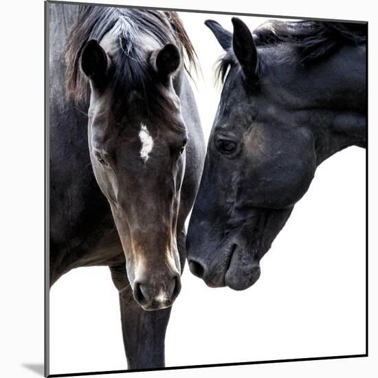 Bold Equine - Friends-Laura Warren-Mounted Giclee Print