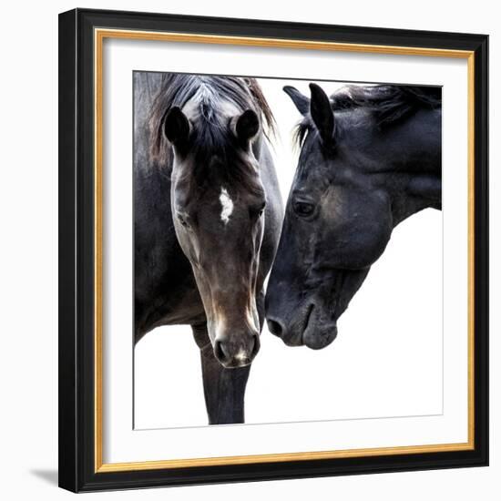 Bold Equine - Friends-Laura Warren-Framed Giclee Print