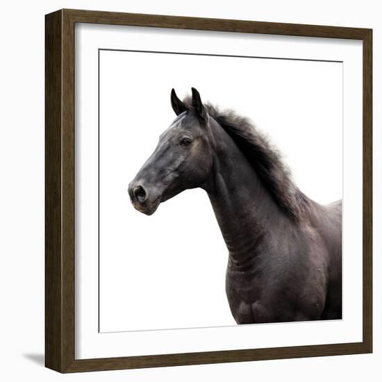 Bold Equine - Poise-Laura Warren-Framed Giclee Print