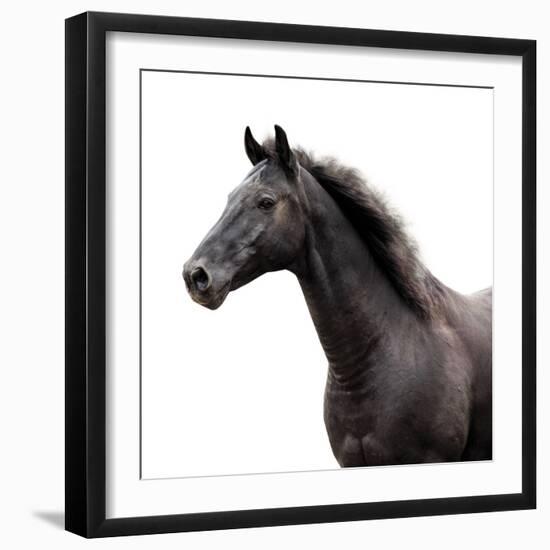 Bold Equine - Poise-Laura Warren-Framed Giclee Print