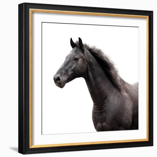 Bold Equine - Poise-Laura Warren-Framed Giclee Print
