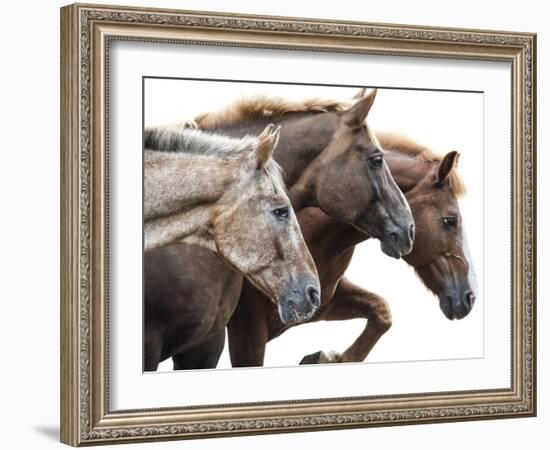 Bold Equine - Run-Laura Warren-Framed Giclee Print