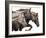 Bold Equine - Run-Laura Warren-Framed Giclee Print