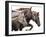 Bold Equine - Run-Laura Warren-Framed Giclee Print