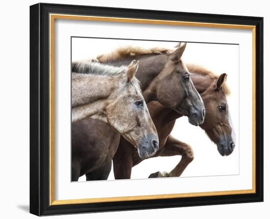 Bold Equine - Run-Laura Warren-Framed Giclee Print