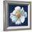 Boldest Bloom I Dark Blue-Danhui Nai-Framed Premium Giclee Print