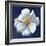 Boldest Bloom I Dark Blue-Danhui Nai-Framed Premium Giclee Print