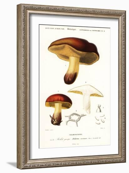 Bolet Mushroom, Boletus Circinans.,1849 (Engraving)-Paul Louis Oudart-Framed Giclee Print