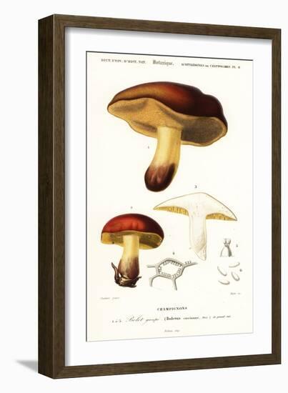 Bolet Mushroom, Boletus Circinans.,1849 (Engraving)-Paul Louis Oudart-Framed Giclee Print