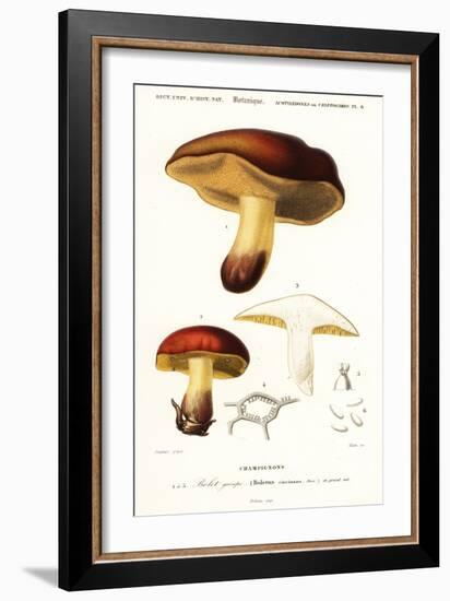 Bolet Mushroom, Boletus Circinans.,1849 (Engraving)-Paul Louis Oudart-Framed Giclee Print