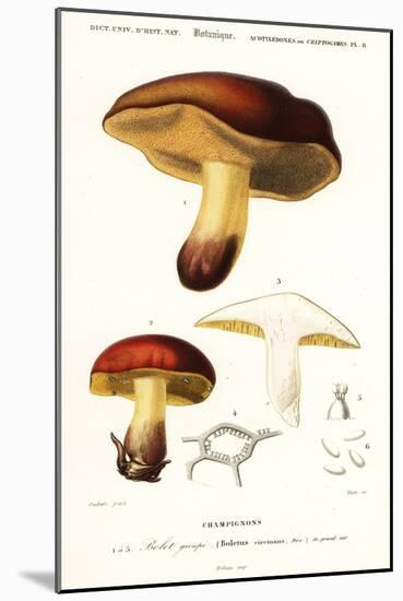 Bolet Mushroom, Boletus Circinans.,1849 (Engraving)-Paul Louis Oudart-Mounted Giclee Print