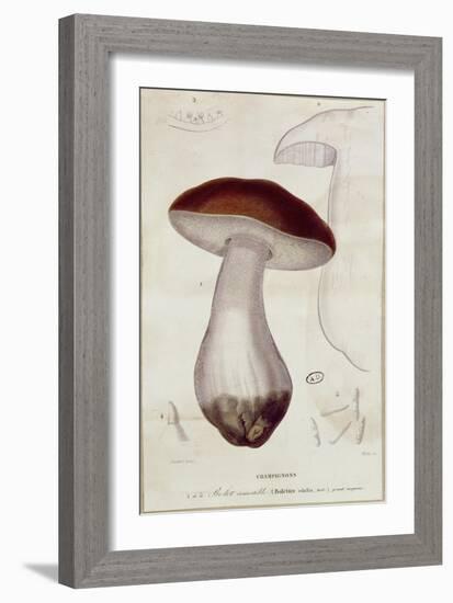 Boletus Edulis, Illustration For an Edition of Traite Des Champignons by Jean Jacques Paulet-Paul Louis Oudart-Framed Giclee Print
