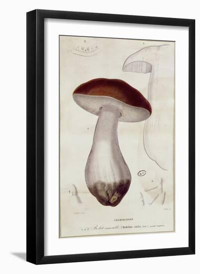 Boletus Edulis, Illustration For an Edition of Traite Des Champignons by Jean Jacques Paulet-Paul Louis Oudart-Framed Giclee Print