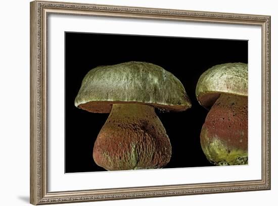 Boletus Satanas (Devil's Bolete, Satan's Mushroom)-Paul Starosta-Framed Photographic Print