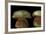 Boletus Satanas (Devil's Bolete, Satan's Mushroom)-Paul Starosta-Framed Photographic Print