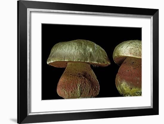 Boletus Satanas (Devil's Bolete, Satan's Mushroom)-Paul Starosta-Framed Photographic Print