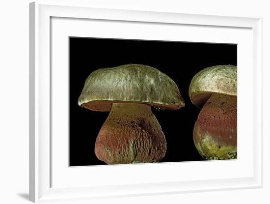 Boletus Satanas (Devil's Bolete, Satan's Mushroom)-Paul Starosta-Framed Photographic Print