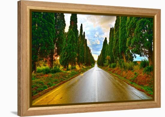 Bolgheri Famous Cypresses Tree Straight Boulevard on Sunset. Maremma, Tuscany, Italy-stevanzz-Framed Premier Image Canvas