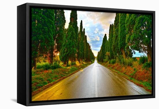 Bolgheri Famous Cypresses Tree Straight Boulevard on Sunset. Maremma, Tuscany, Italy-stevanzz-Framed Premier Image Canvas