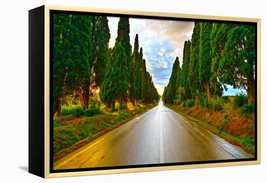 Bolgheri Famous Cypresses Tree Straight Boulevard on Sunset. Maremma, Tuscany, Italy-stevanzz-Framed Premier Image Canvas