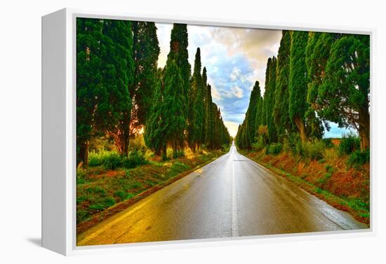 Bolgheri Famous Cypresses Tree Straight Boulevard on Sunset. Maremma, Tuscany, Italy-stevanzz-Framed Premier Image Canvas