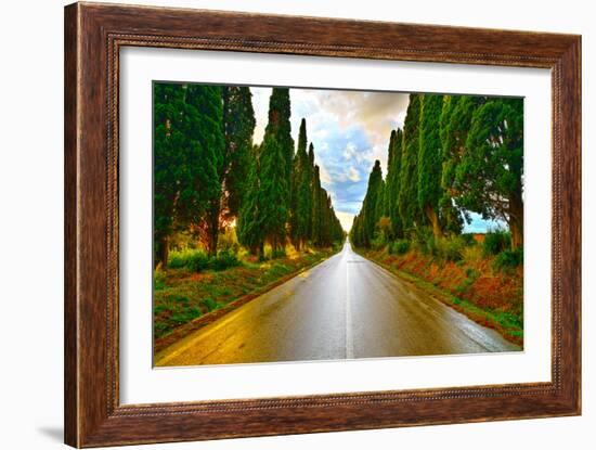 Bolgheri Famous Cypresses Tree Straight Boulevard on Sunset. Maremma, Tuscany, Italy-stevanzz-Framed Photographic Print