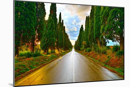 Bolgheri Famous Cypresses Tree Straight Boulevard on Sunset. Maremma, Tuscany, Italy-stevanzz-Mounted Photographic Print