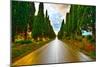 Bolgheri Famous Cypresses Tree Straight Boulevard on Sunset. Maremma, Tuscany, Italy-stevanzz-Mounted Photographic Print