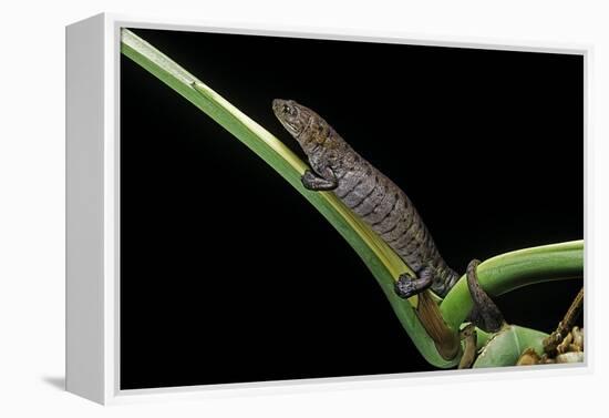 Bolitoglossa Dofleini (Giant Palm Salamander, Alta Verapaz Salamander)-Paul Starosta-Framed Premier Image Canvas