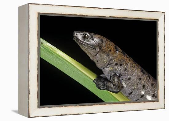 Bolitoglossa Dofleini (Giant Palm Salamander, Alta Verapaz Salamander)-Paul Starosta-Framed Premier Image Canvas