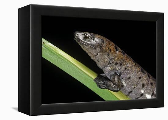 Bolitoglossa Dofleini (Giant Palm Salamander, Alta Verapaz Salamander)-Paul Starosta-Framed Premier Image Canvas