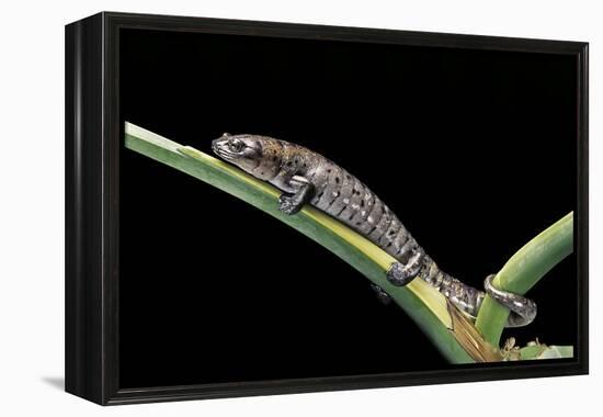 Bolitoglossa Dofleini (Giant Palm Salamander, Alta Verapaz Salamander)-Paul Starosta-Framed Premier Image Canvas