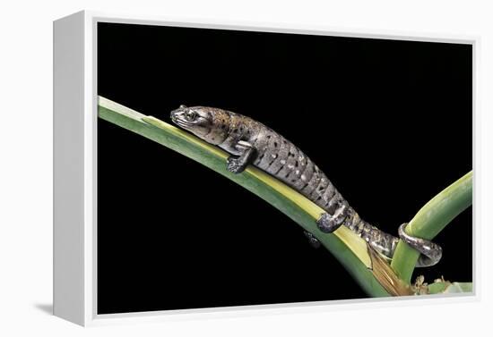 Bolitoglossa Dofleini (Giant Palm Salamander, Alta Verapaz Salamander)-Paul Starosta-Framed Premier Image Canvas